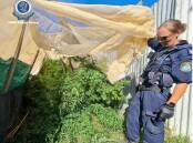 Police discovered cannabis plants at Reids Flat, north of Crookwell on Tuesday. Picture by NSW Police.