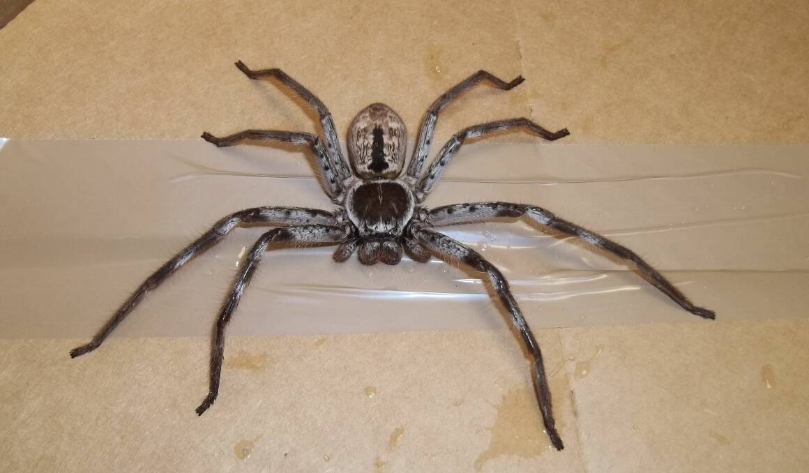 The 'handsome' huntsman spider had travelled to Surrey all the way from Brisbane.  Photo: RSPCA
