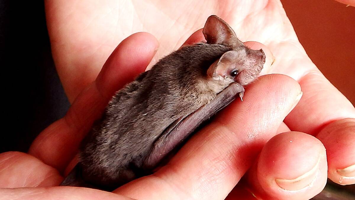 MICROBAT: An Eastern Freetail Bat. Bats like this will be housed at the new facility. 