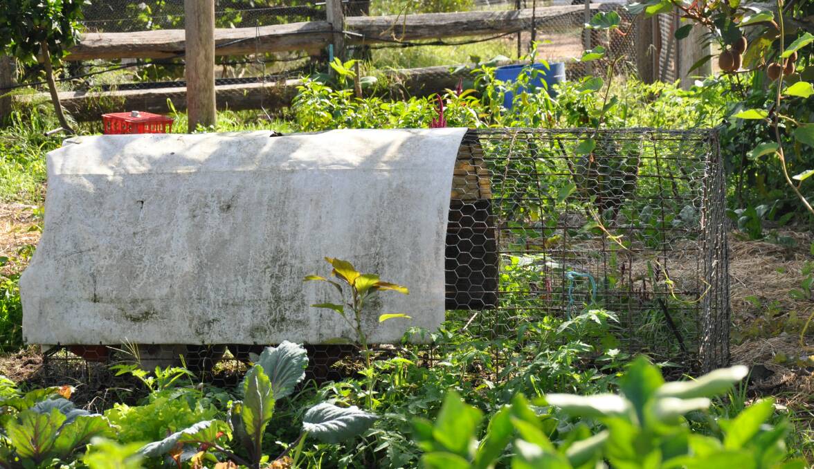 A chicken tractor in Nick's vegetable garden. Each metre wide tractor gets moved along the length of a vegie bed so the chooks can gobble weeds and pests and dig the soil, prior to planting.
