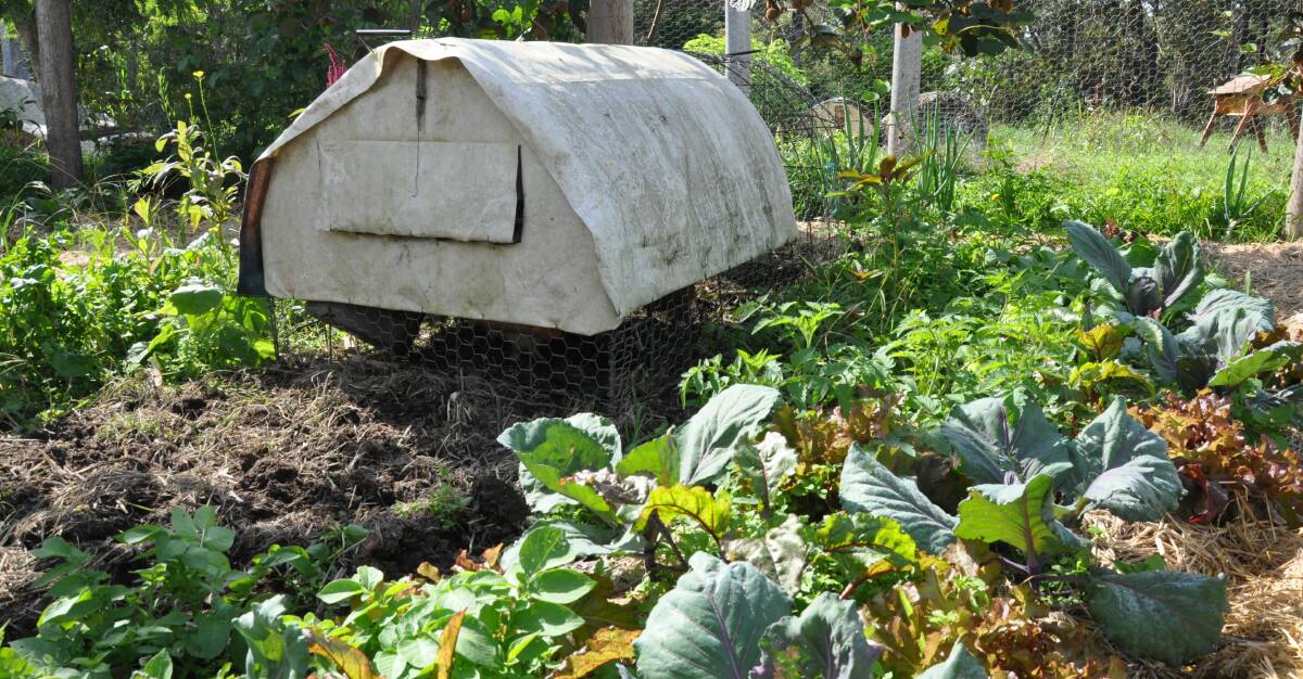 The left side garden bed is prepared by the chooks inside the tractor prior to it being planted out to vegetables like the bed on the right.
