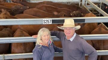 Tracey and Robert Doak, Bundarra, sold champion steers, Santa Gertrudis, with Yulgilbar and Hardigreen Park blood 349kg for 360c/kg or $1256.