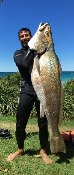 Batemans Bay spearfisherman Paul Martin and the monster jewfish he speared on Monday at an undisclosed location. Full story and photo online. 