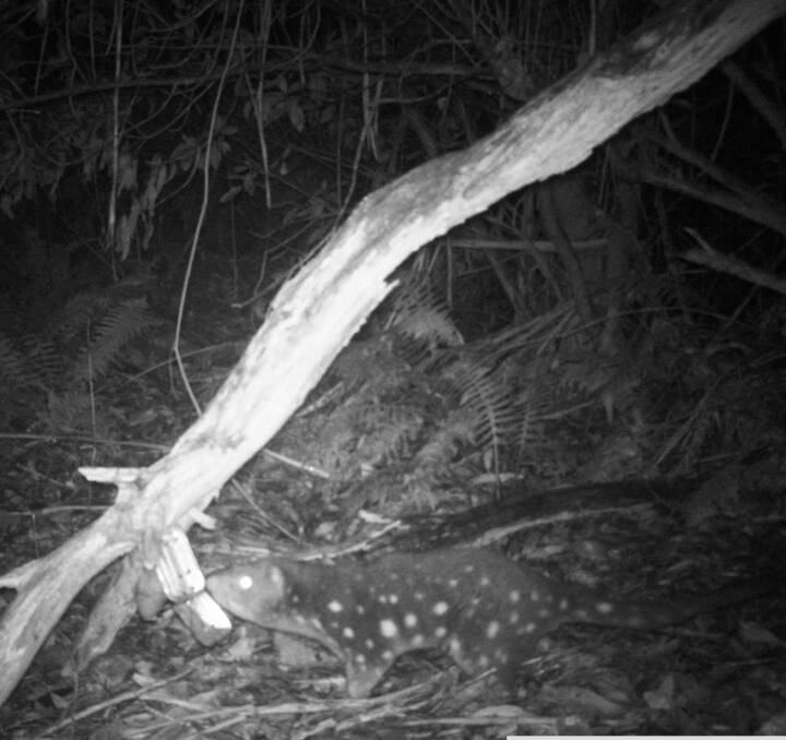 PROTECTING FAUNA: Two rare spot-tailed quolls sighted near Bendoc, East Gippsland. The spot-tailed quoll is Victoria’s largest native predator. VicForests is committed to allowing the species' long-term persistence. 