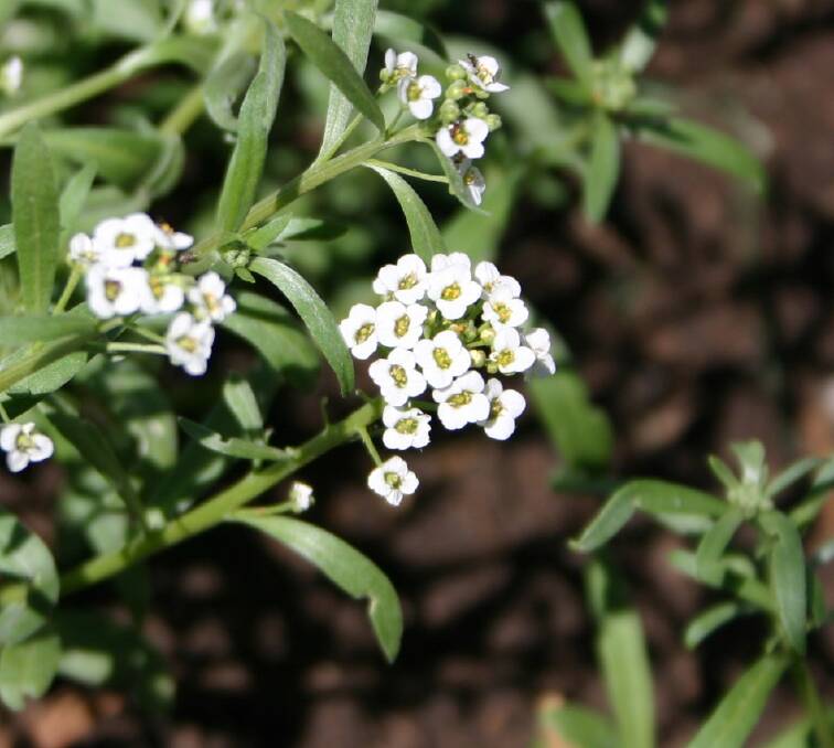 Alyssum, commonly grown as a pretty filler, can also take centre stage and make a gorgeous border plant on its own. Photo: Xandert