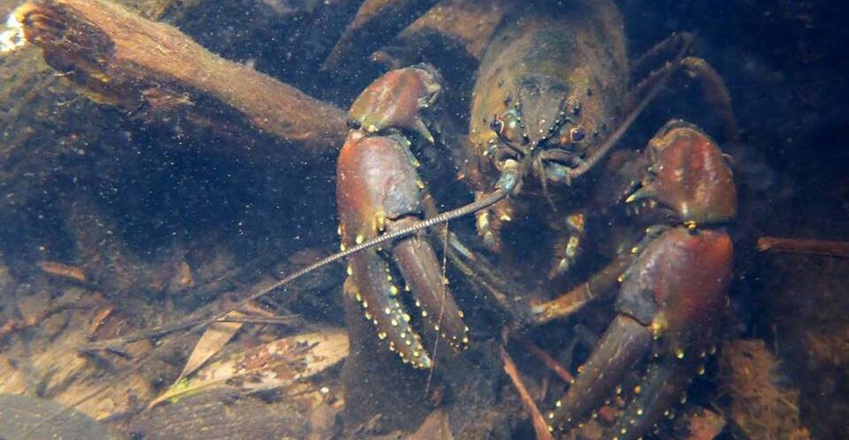 UNSEEN: The Tasmanian fresh water crayfish, the largest known in the world, is an endangered species because of land-based activities. Photo: projectnoah.org
