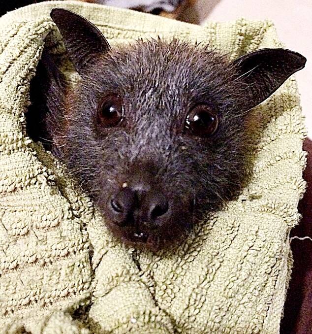 Arwen: An injured flying-fox now recuperating in care with the Southern Tablelands wildlife rescue (WIRES) branch. Photo: Kay Muddiman