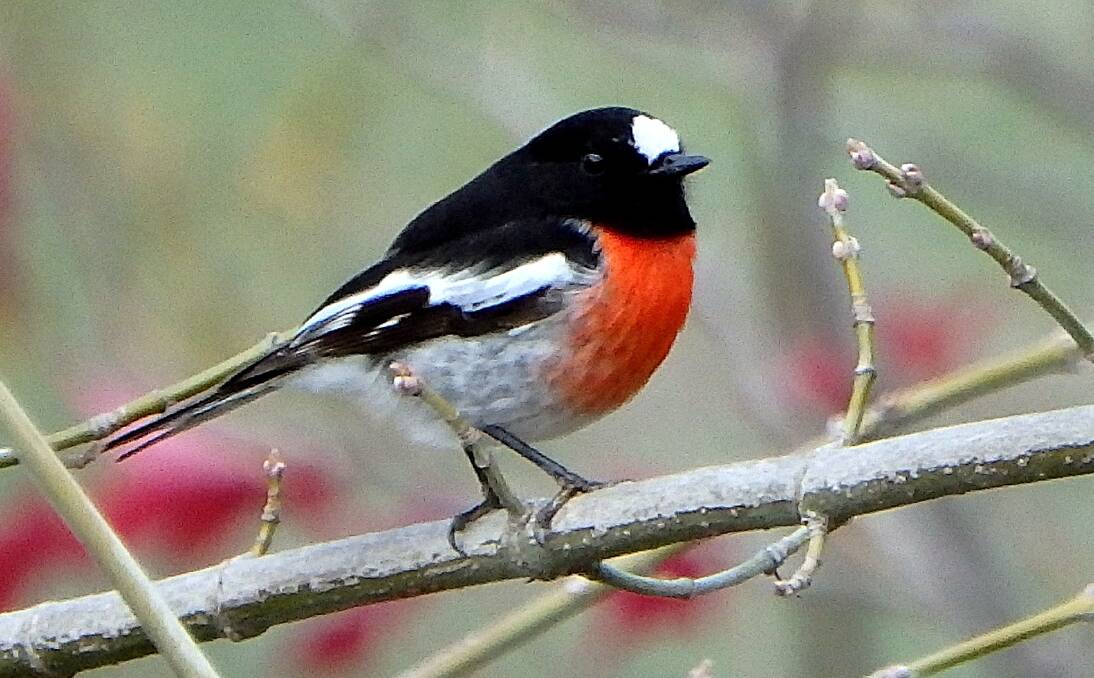 CONSERVATION: South East Local Land Services is encouraging the local community to become involved in a project to help save the scarlet robin. Image courtesy WIRES
