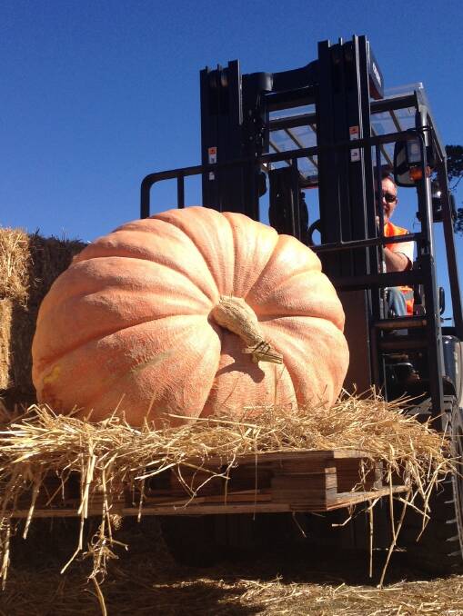 The prized biggest pumpkin: In 2016, the cross-border rivalry continued as ACT grower Dereck Fortser claimed first prize with a 203kg Atlantic Giant. Photo: supplied