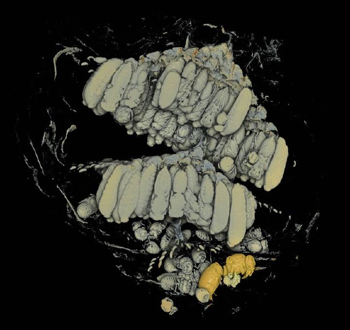 INSIGHT: One of the X-ray computerised tomography images of a wasp nest. The highlighted queen and her daughters, the adult worker wasps, are clearly visible at the bottom of the nest. Photos: supplied