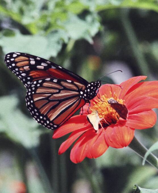 IN BALANCE: Biodiversity is important to all living things, including humans. Pictured: a monarch butterfly resting on tithonia. Photo: supplied