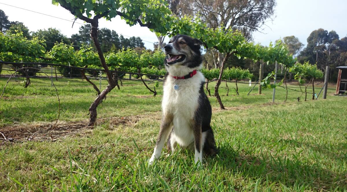MOLLIE: Murrumbateman Winery’s six-year-old husky kelpie whose wine and homemade dog bone biscuits raise thousands for the RSPCA. See her September 3. Photo: supplied