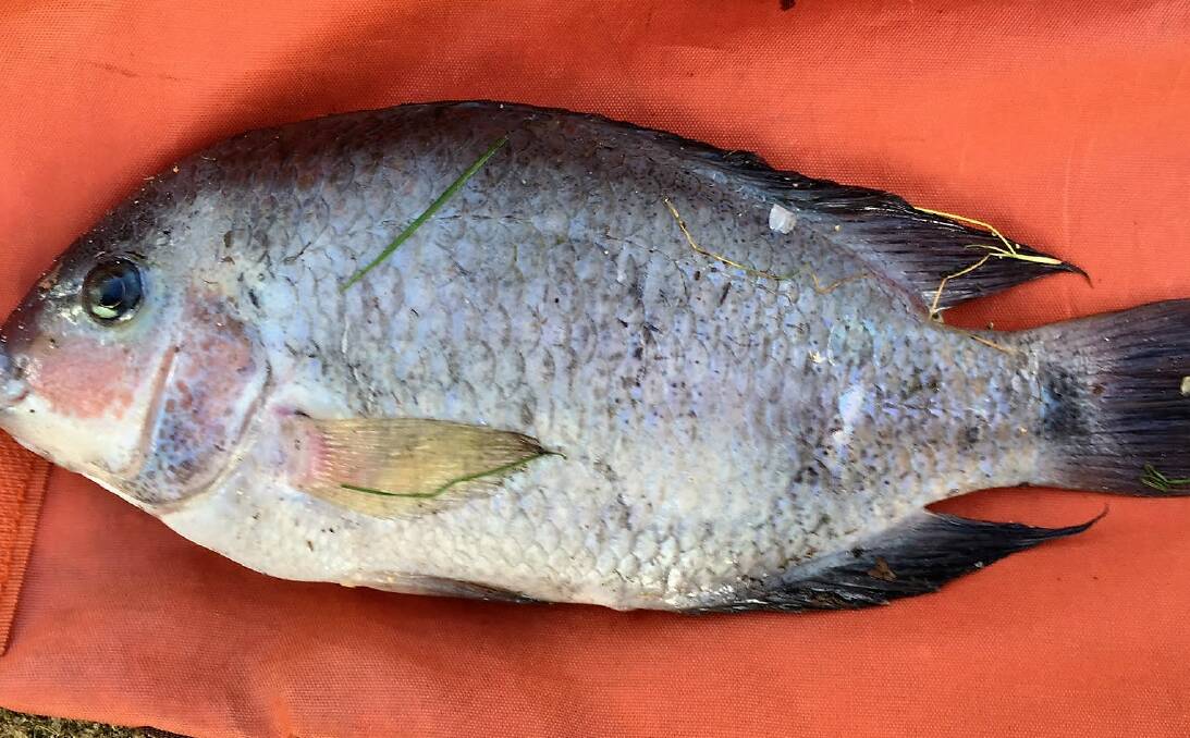 INVADER: Scientists at DPI’s Elizabeth Macarthur Agricultural Institute have confirmed the fish was a Central American cichlid. Photo: supplied