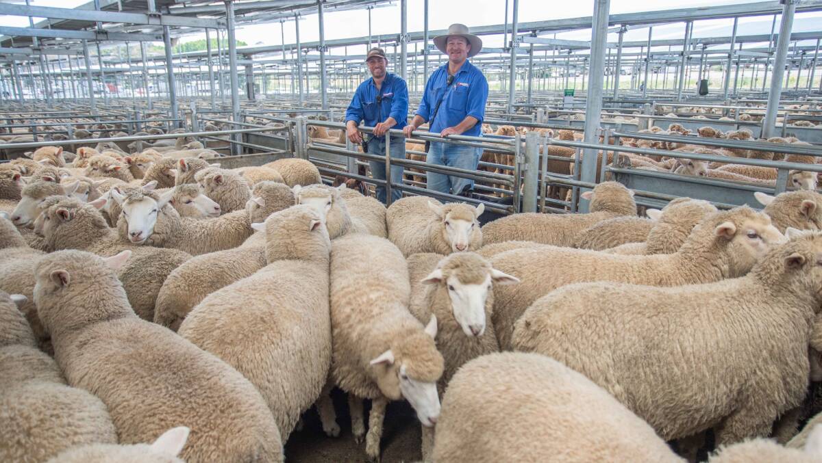 G&S Storrier, Crookwell topped today's sale with their XB Suckers sold by Duncombe & Co to a top of $195ph.
