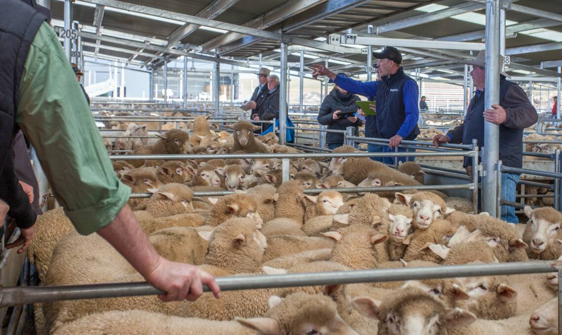 Agstock selling 314 new season Suckers on behalf of JL Edgerton & Sons, Jugiong to a top of $133.2ph.