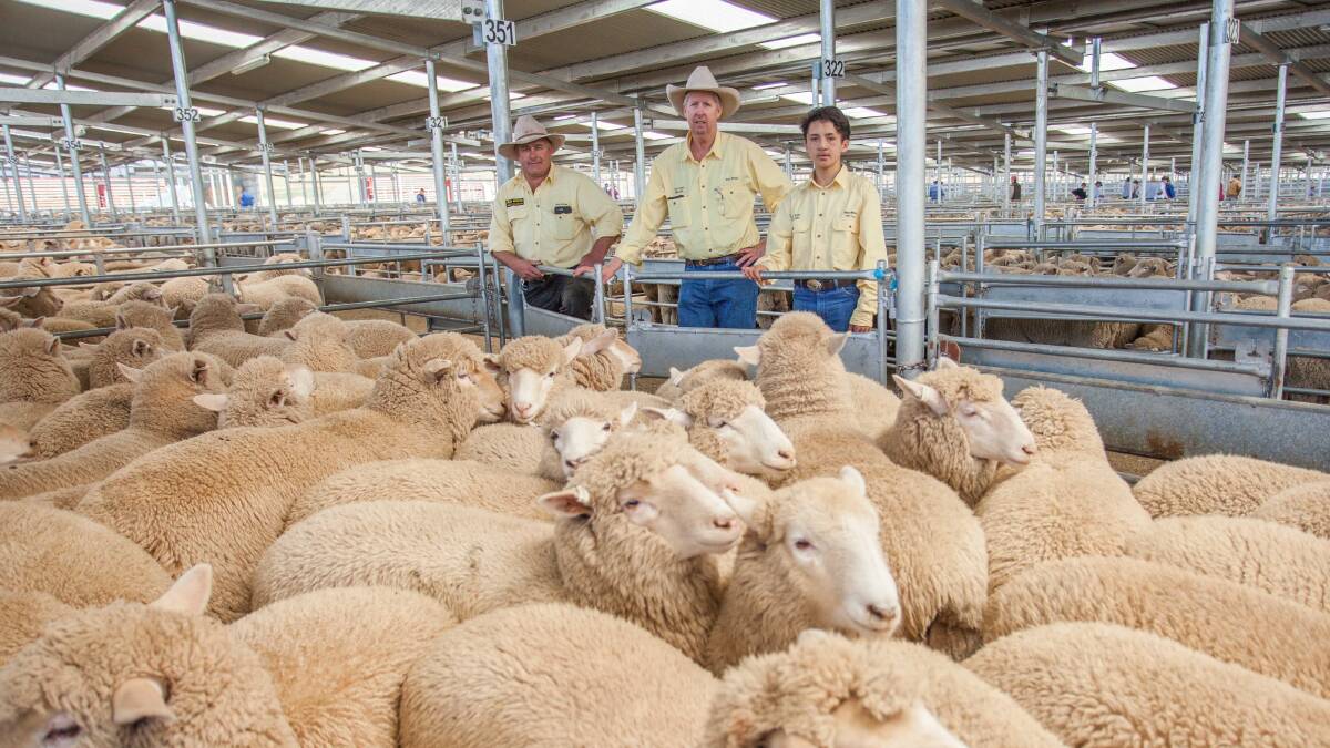 Ray White Boorowa/Binalong team sold the highest priced suckers, for V&F Brewer, Boorowa to a top of $176ph.
