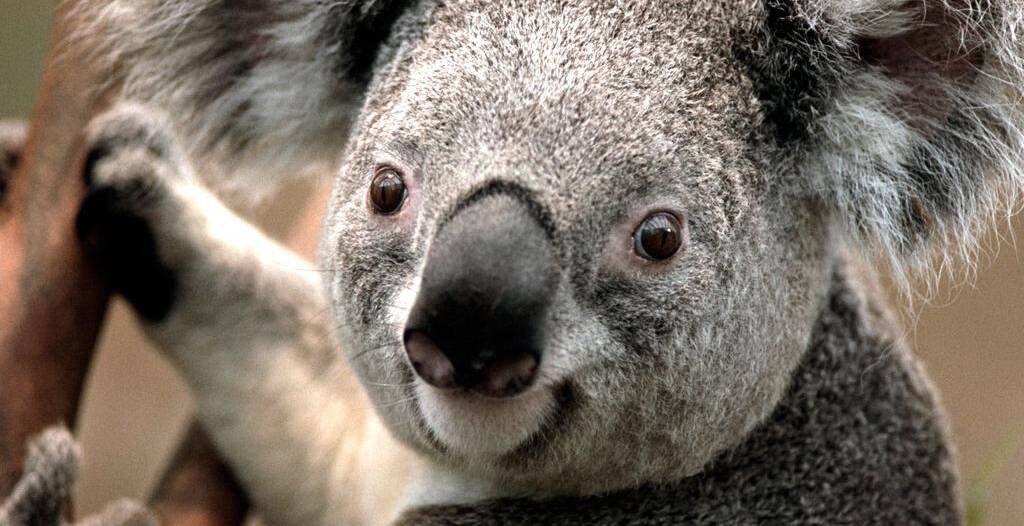 ICON: Although known as an icon of the Australian wilderness, koalas are actually a threatened species. Photo: supplied
