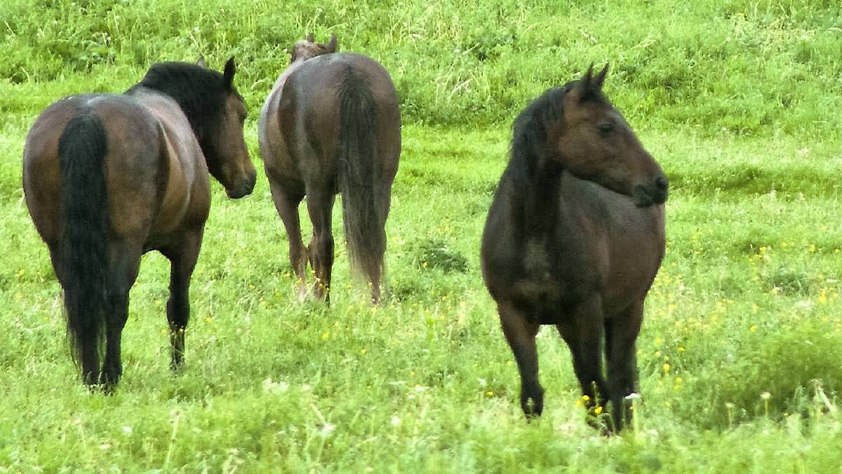 SEMINAR: The way in which horses are managed can have a significant effect on their health and also on the health of the land where they live. Photo: Earl 53