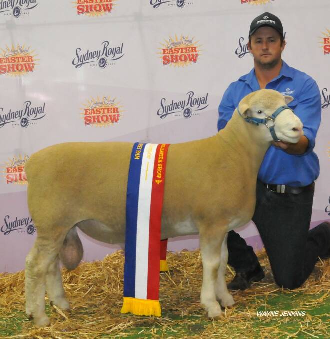 WINNER: Springwaters ‘Pocock’ has been awarded Supreme Prime Lamb Exhibit at the Sydney Royal Easter show and Supreme Exhibit at the NSW Dorset Championships.   