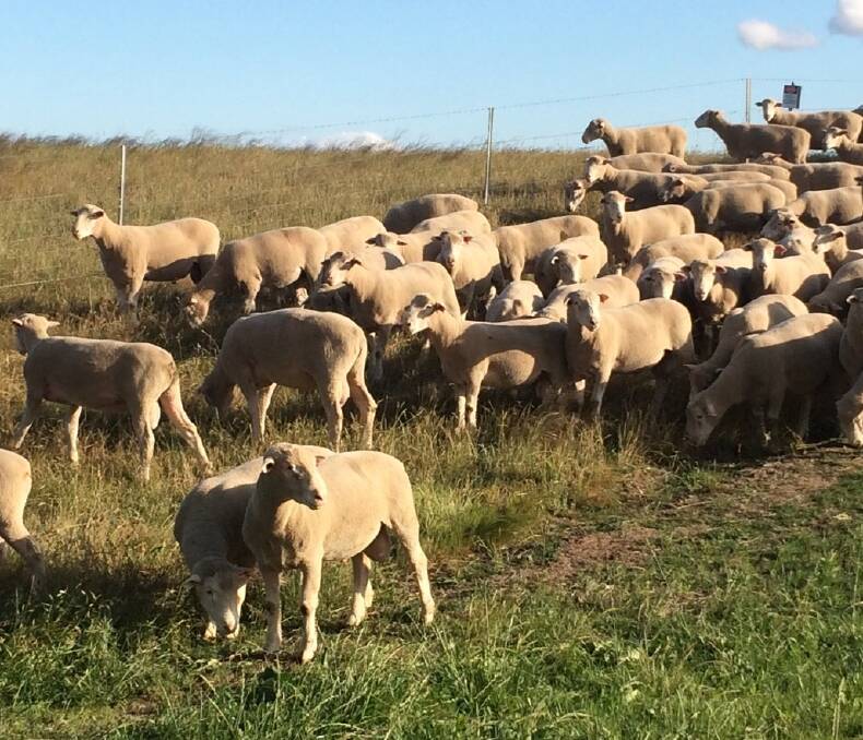 Bo-Bar: The stud believes that their moderate frame and doing ability helps to get lambs finished and off the property earlier. 