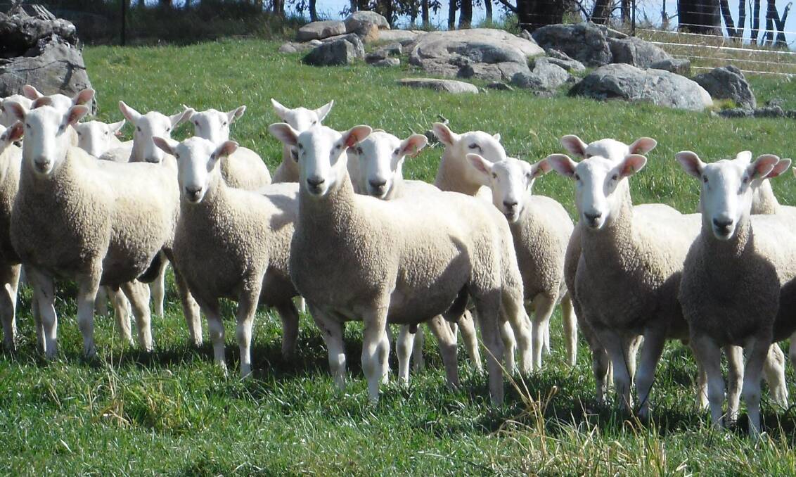 RAMS: Jerradale Border Leicester Stud was founded in 2006 by Geoff and Debbie Selmes of Crookwell. Jerradale’s aim is to produce robust rams.