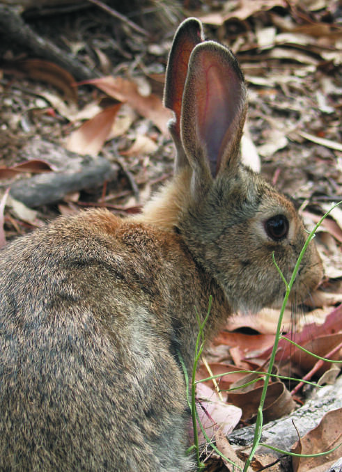 CONTROL: As temperatures heat up and conditions dry, rabbits find it harder to resist juicy carrot baits so summer is the perfect time to start a rabbit control program. 