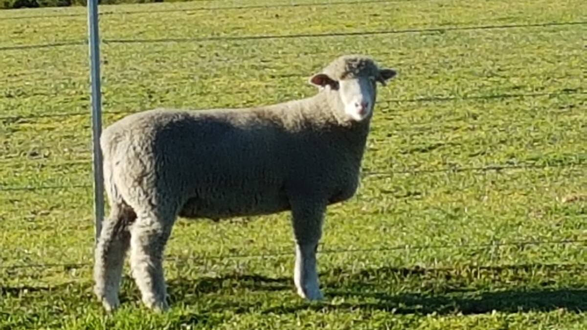 BREEDING SUCCESS: A typical Hillden Poll Dorset lamb is pictured at 10 weeks.
