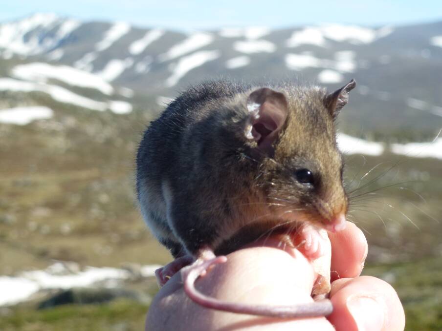 Damage: Native species, like this Mountain Pygmy-possum in the Kosciuszko National Park, are critically endangered due to habitat damage caused by rabbits. Photo: NSW DPI.