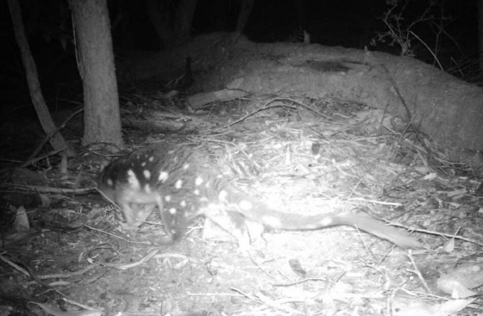 Captured: Spot-tailed quolls are shown by their brown coats and white spots. The detections are only the second time in five years of VicForests' pre-harvest surveys.