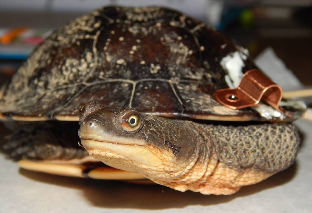 CARE: Gunter, a long-necked turtle was in rehabilitation to repair a crack in its shell. Photo: Wildcare.