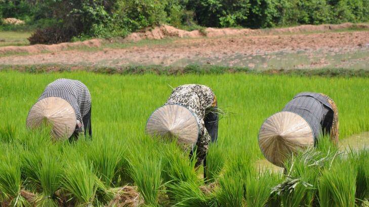 Hard at work: Women tend rice paddies near Angkor Ban. Photo: Travelmarvel