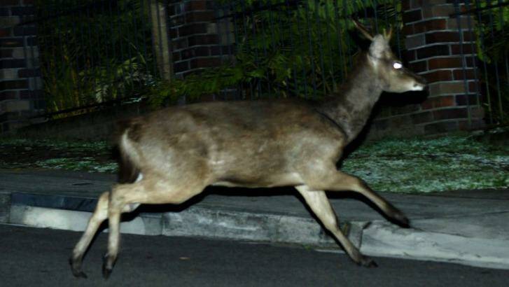 A deer bounds across the road in Grays Point, in Sydney's south. Photo: Nick Moir