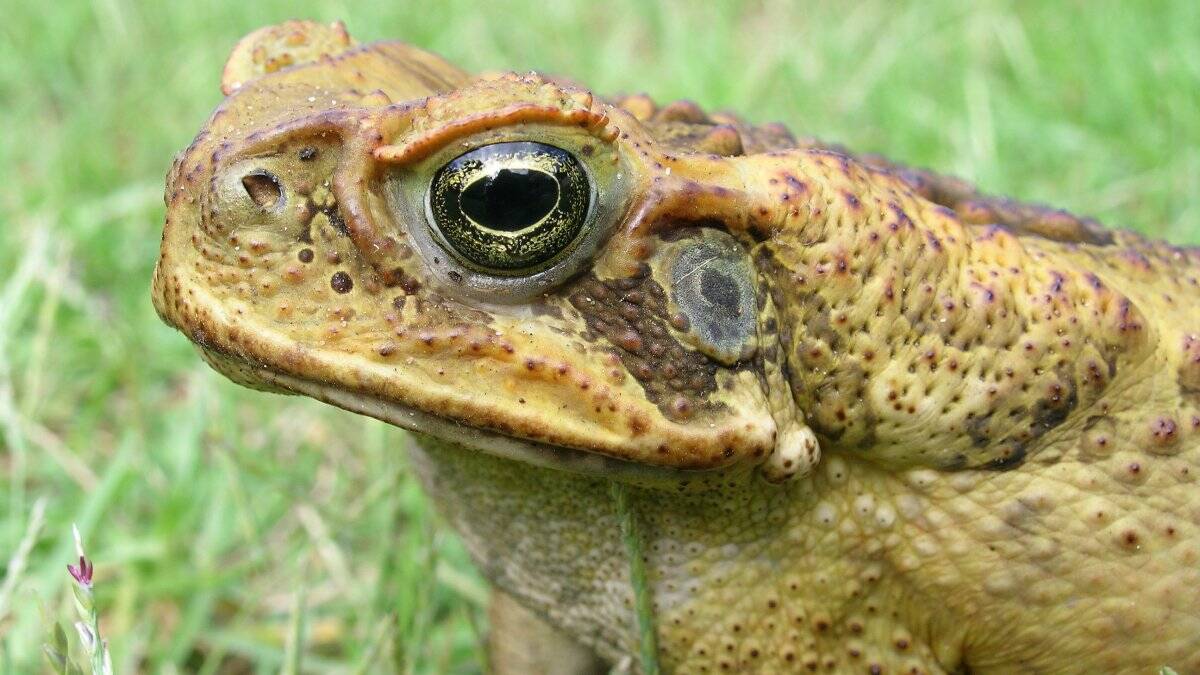 PEST: Shoring up Australia’s defences against the next cane toad invasion will be front and centre under a Senate inquiry announced last week. (Photo: Bellingen Courier-Sun) 