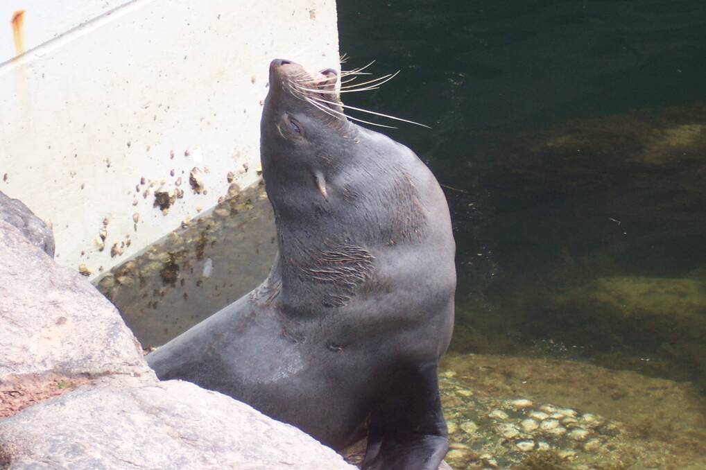 SEAL IT: A seal in residence at Merimbula Wharf. ( Photo by NPWS Ranger George Malolakis.) 