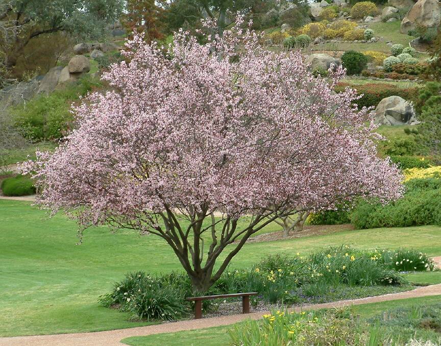 COLOUR: Yates Plant of the Month for August are blossom trees, which can provide that extra hint of colour in the garden in readiness for Spring. 