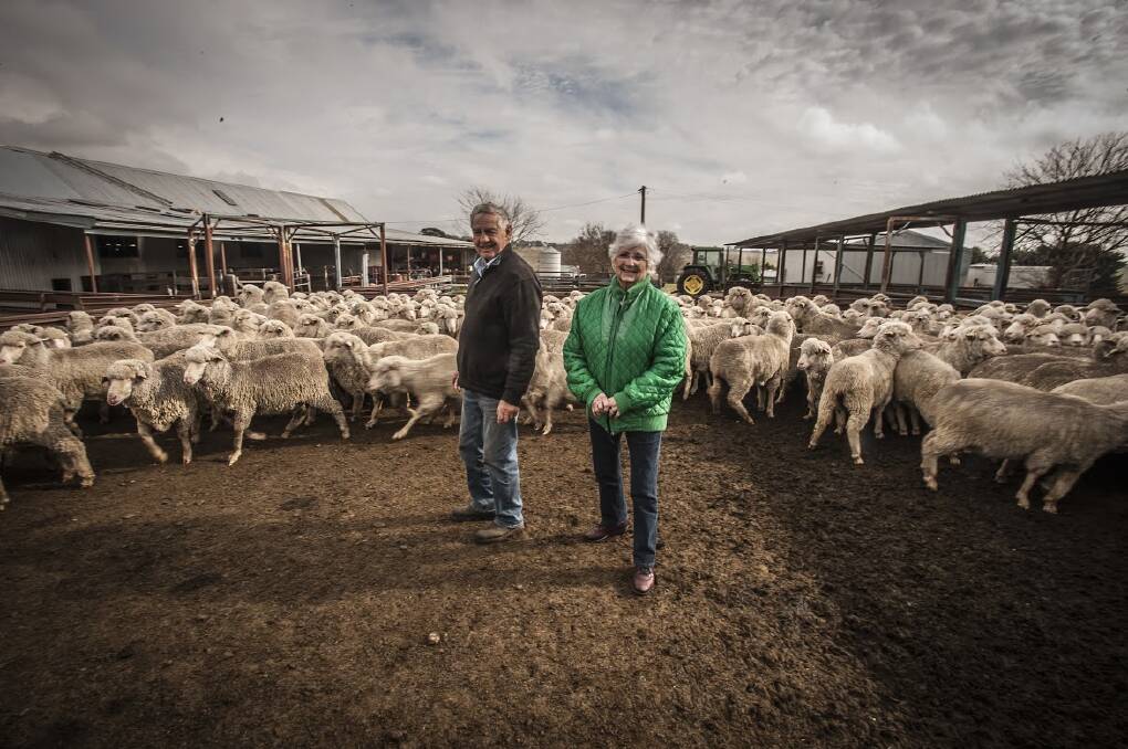 LOVE STRONG: Gunning farmer Greg Hallam and his wife Trish surrounded by his flock of merino sheep. He still has a passion for farming at the age of 72. (Photo: Karleen Minney, Canberra Times)