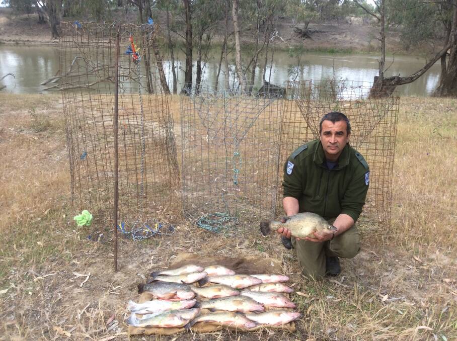 CAUGHT: NSW DPI District Fisheries Officer Michael Koukoulas of Deniliquin with the fish traps and golden perch seized from the Hay man.