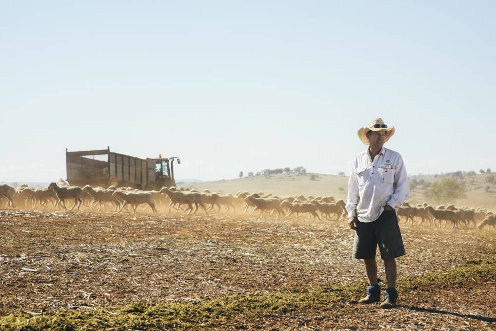 DRY SPELL: Paul O'Connor feeding a mob of sheep with sileage on his land near Harden. Photo: Rohan ThomsonThe Canberra Times 