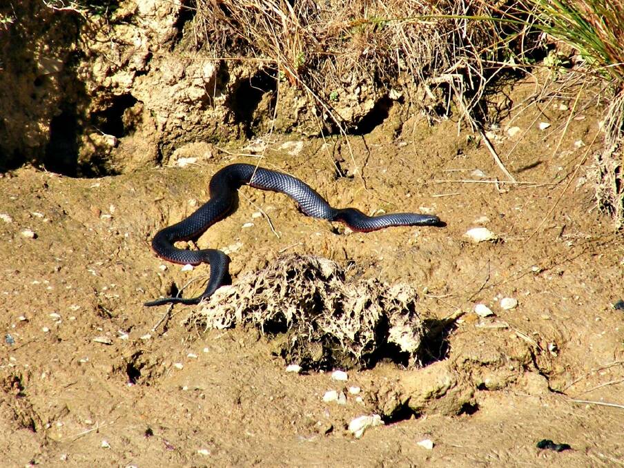 WATCH OUT: A redbellied black snake going after some frogs on a dam embankment. The red-bellied black is just one of a few species of snake prevalent in the Goulburn Mulwaree area at this time of the year. Photo: Kay Muddiman.