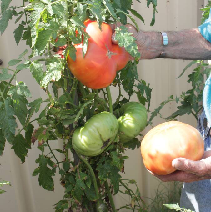 MASSIVE: Just a couple of the huge ‘Whopper’ variety of tomatoes Goulburn man Alan Worldon has been growing in his veggie garden for the past three years.