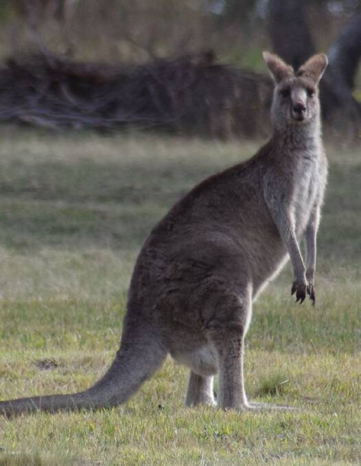An eastern grey kangaroo, from one of several large mobs that are taking over backyards in the outer West Goulburn area.