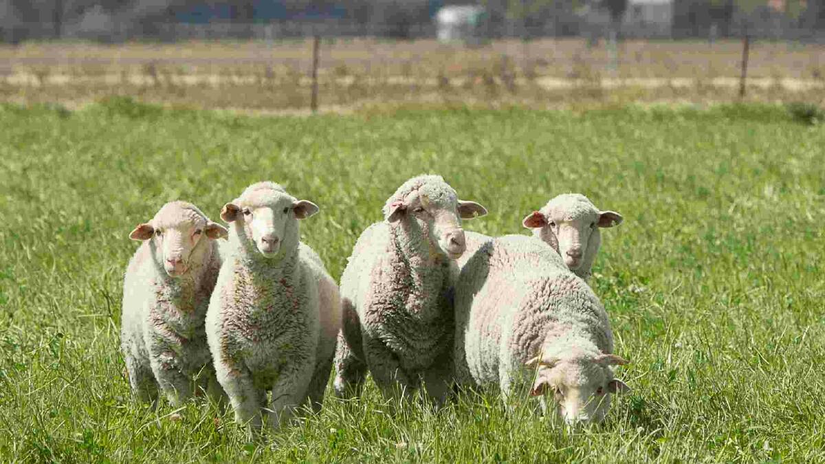 Sheep producers to discuss maximum business