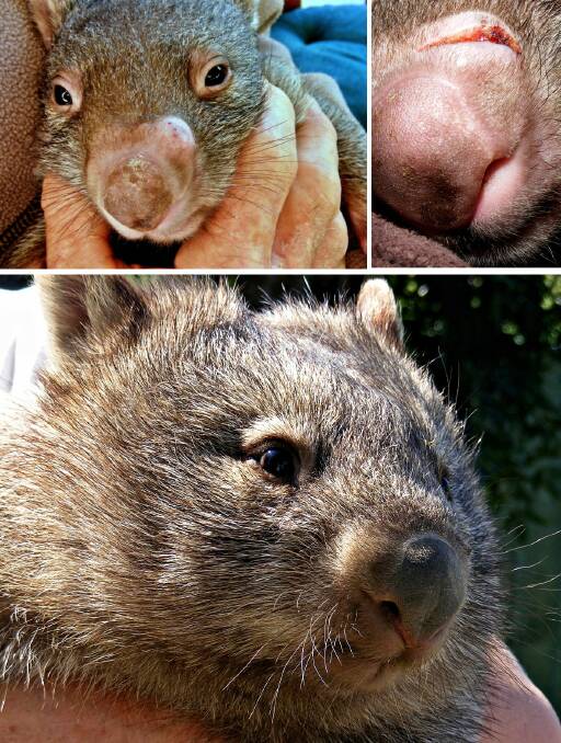 NOSE JOB: Southern Tablelands wombat Rosie has had an extensive ‘nose job’. Photo supplied