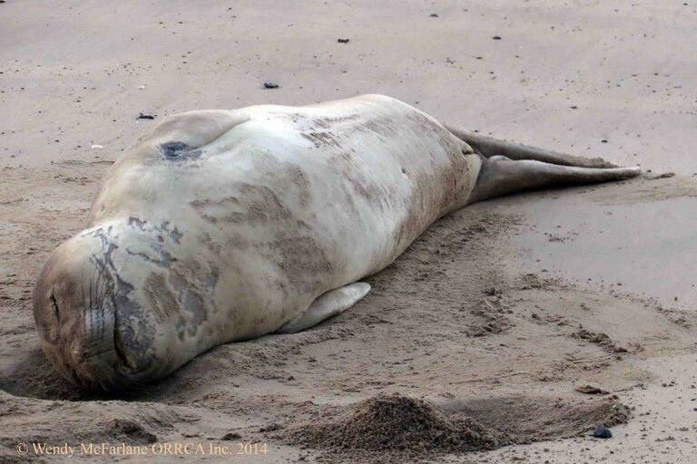 The young elephant seal at Sunshine Bay. ( Photo by Wendy McFarlane, ORRCA.) 