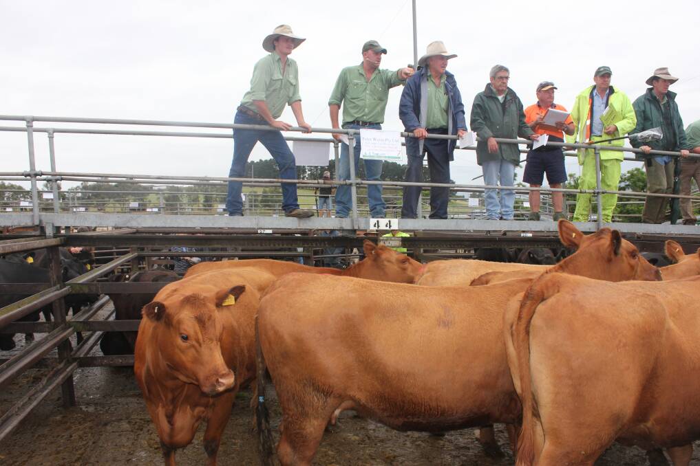 BEST SALE: Landmark Goulburn auctioneer Daniel Croker (second from left) calls a sale of Red Angus bulls from Peter Weiss Pty Ltd at the Goulburn Cattle Sale last Thursday. (Photo: Antony Dubber)  