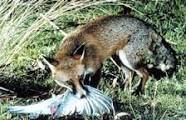 PREY: A feral fox with its prey, a large bird. 