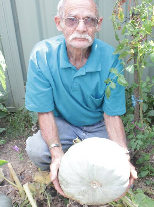 GIANT: Mr Worldon with one of his giant pumpkins which he is considering entering into the Goulburn Show this year.