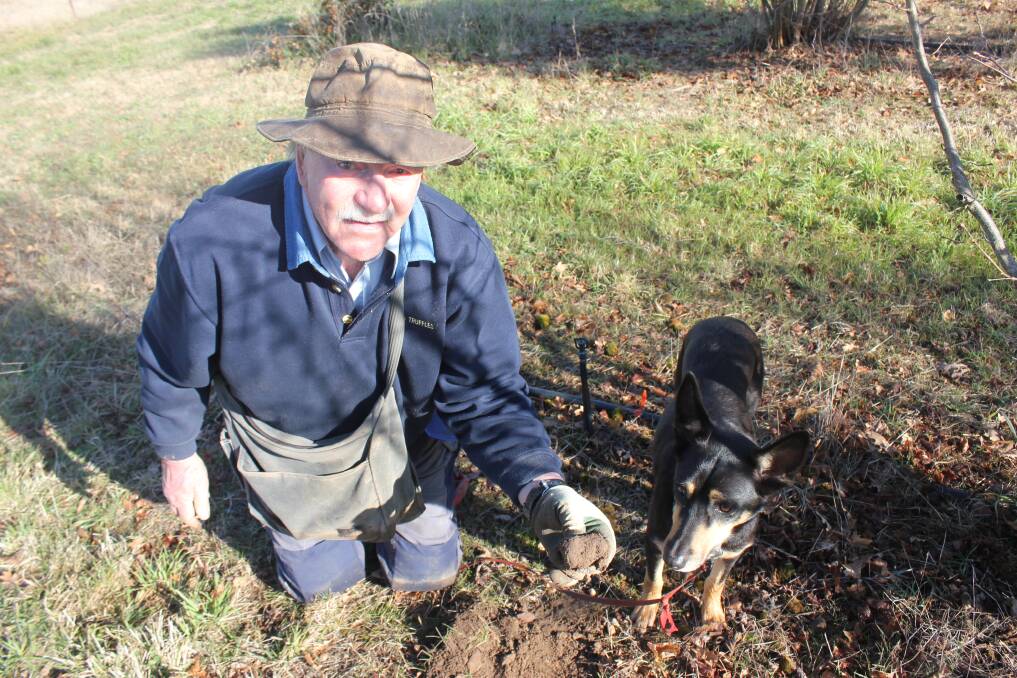 DELICACY: Tarago Truffles owner and Goulburn Mulwaree Councillor Denzil Sturgiss holds one of the food world’s most sought after delicacies, the truffle, after it was discovered by his ‘truffle dog’ Lily (right)