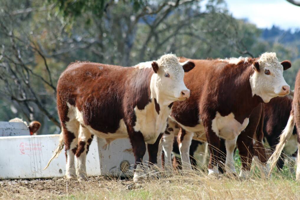 New brands value to Herefords