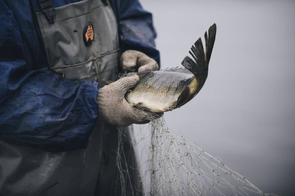 CHANGES: Changes to commercial fishing in NSW will support local fishers and ensure a sustainable supply of locally caught, high quality seafood. Photo: Rohan Thomson. 